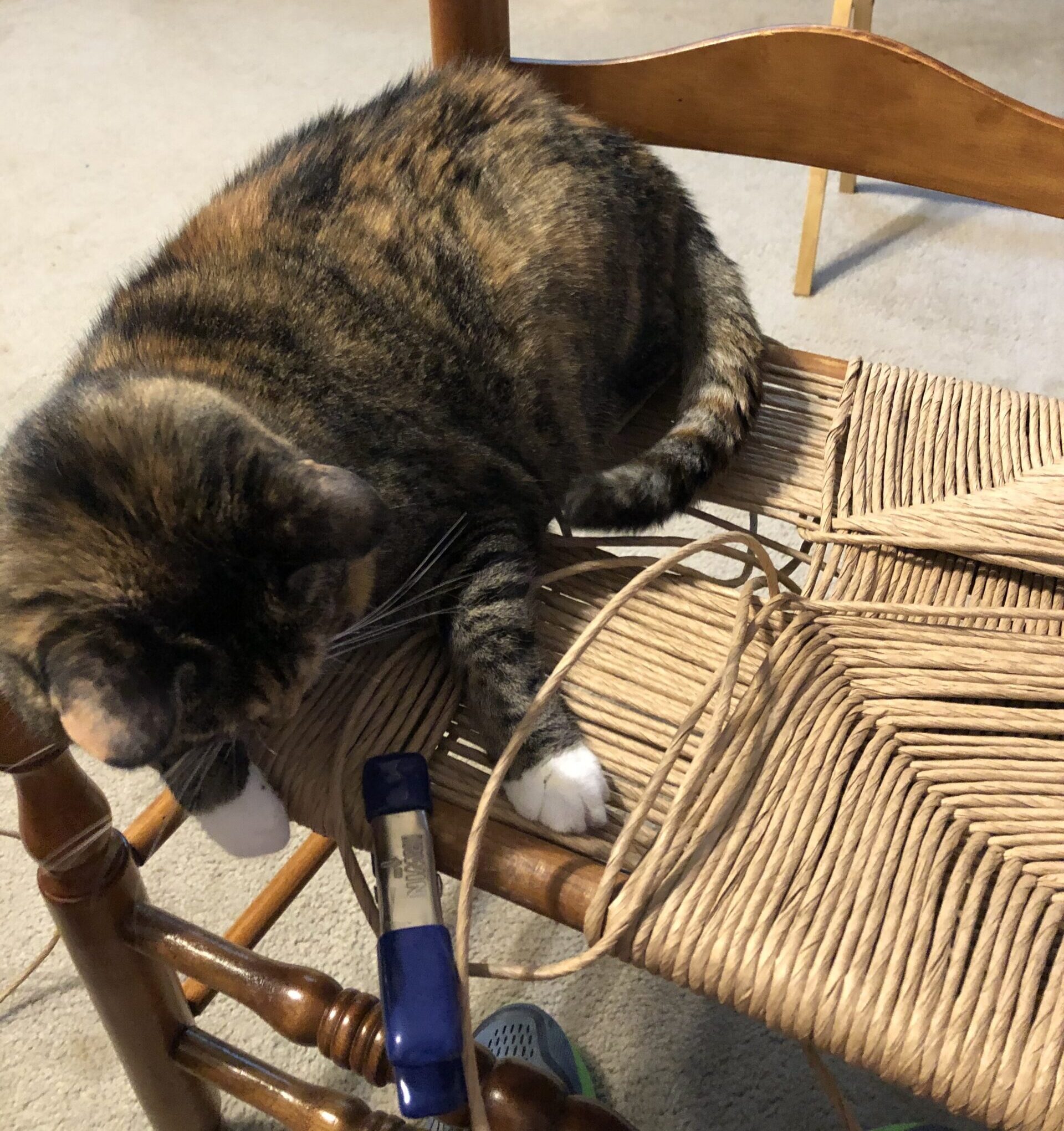 Cat helper